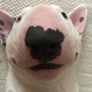 Meet your Posher, Diego